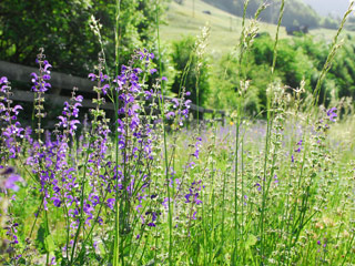 Sommerzeit